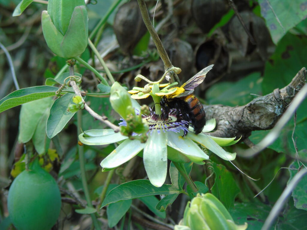 el abejorro poliniza la flor del mburucuyá