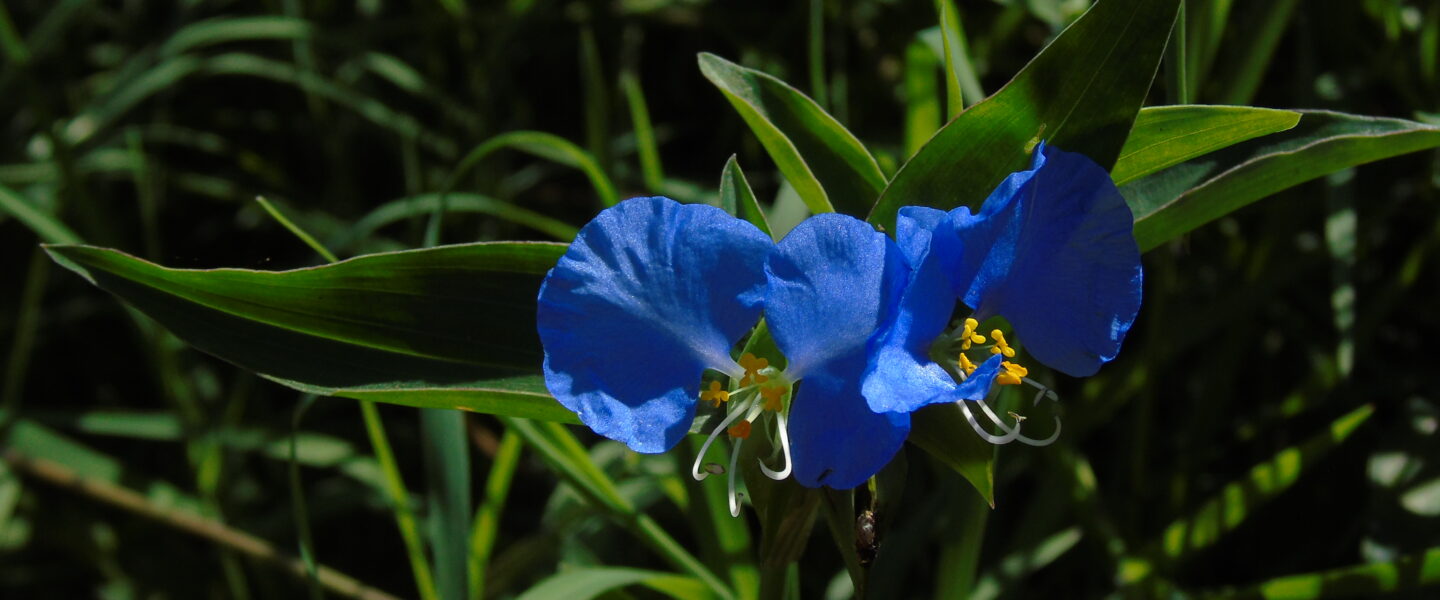 Santa Lucía – Commelina erecta