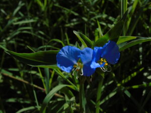 Santa Lucía Commelina erecta