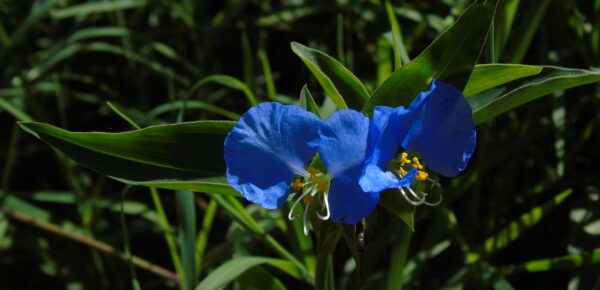 Santa Lucía – Commelina erecta