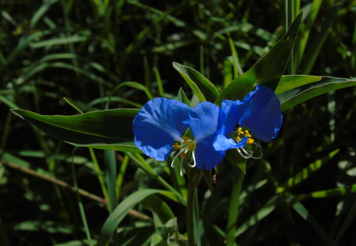 Santa Lucía – Commelina erecta