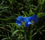 Santa Lucía – Commelina erecta